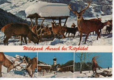 Ansichtskarte Wildpark Aurach bei Kitzbühel - Mehrbildkarte